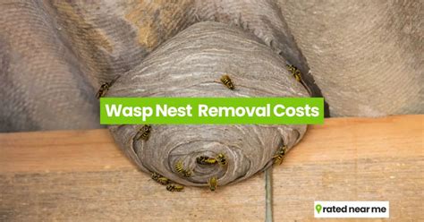 wasps removal cost